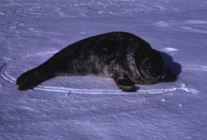 Young ringed seal frozen out in spring